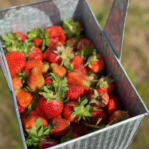 Best  places to go berry picking around Columbus: Hann Farms