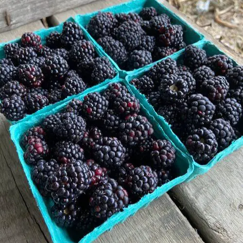 Best  places to go berry picking around Columbus: Doran's Farm Market