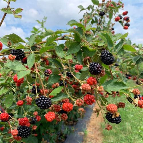 Best  places to go berry picking around Columbus: The Berry Farm